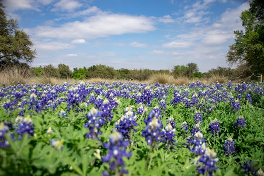 Beyond the Backyard BBQ: Unpacking the Nuances of Open Container Law in Texas